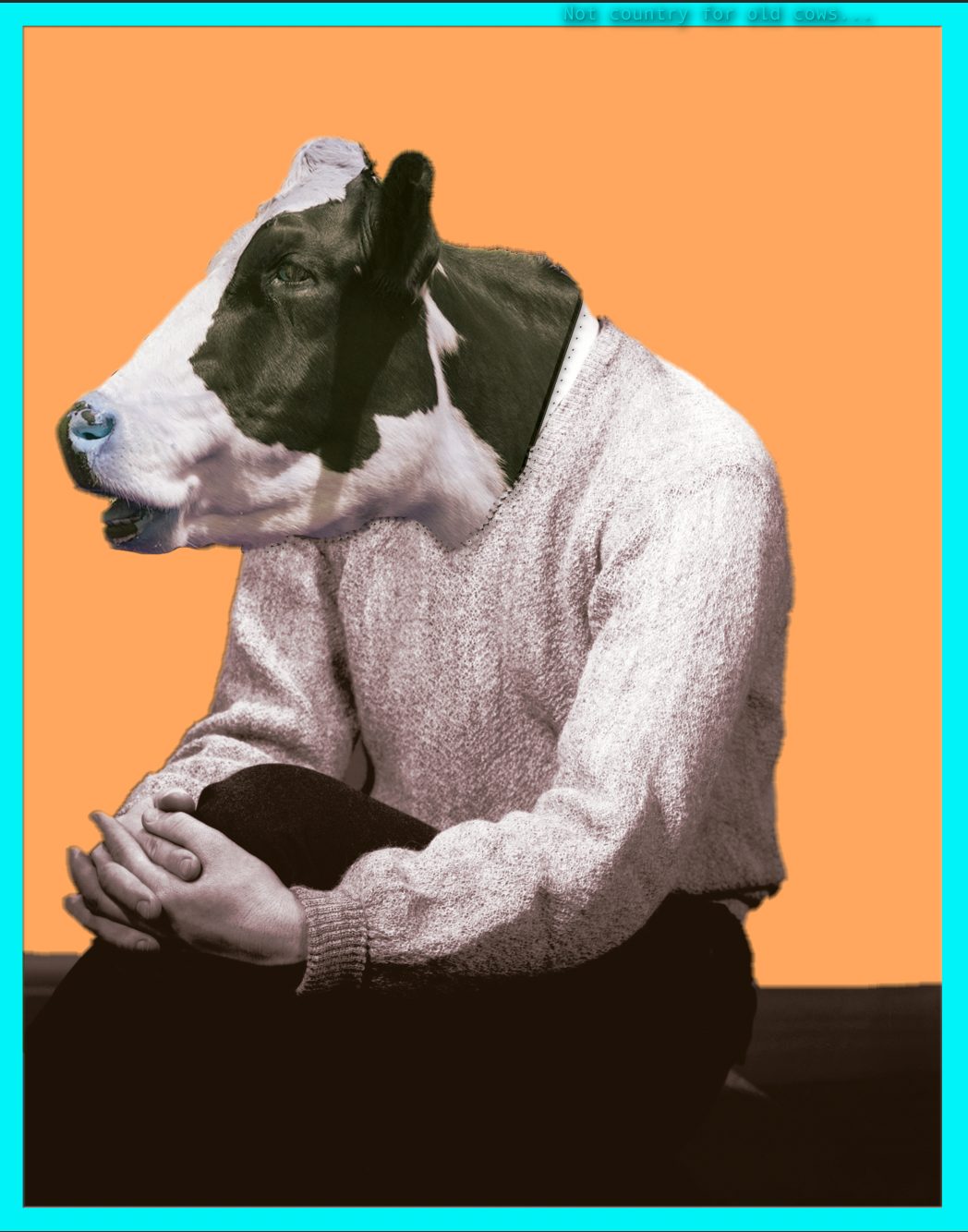 Old Cow